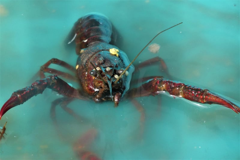 Seafood Delights